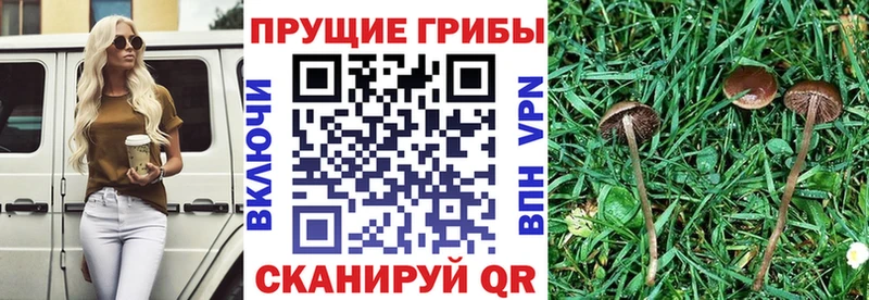 Галлюциногенные грибы Psilocybine cubensis  Чапаевск 